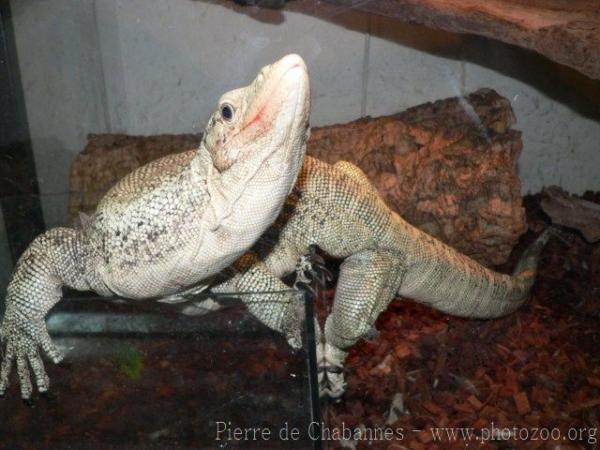 Quince monitor