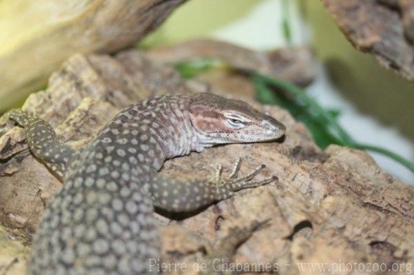 Black-tailed monitor