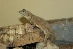 Turnip tail agama