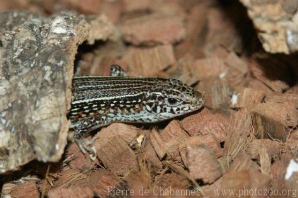 Ornate girdled lizard