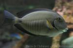 Doctorfish