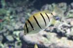 Convict surgeonfish