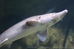 Siberian sturgeon *