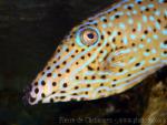 Scribbled leatherjacket filefish *