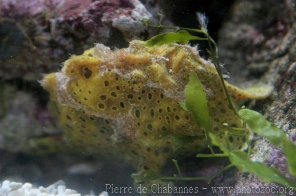 Painted frogfish