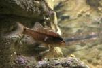 Bridled cardinalfish