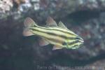 Sevenstriped cardinalfish