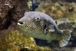 Stellate puffer *