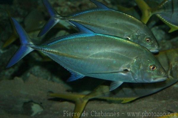 Bluefin trevally