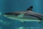 Blacktip reef shark