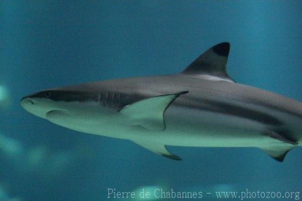 Blacktip reef shark