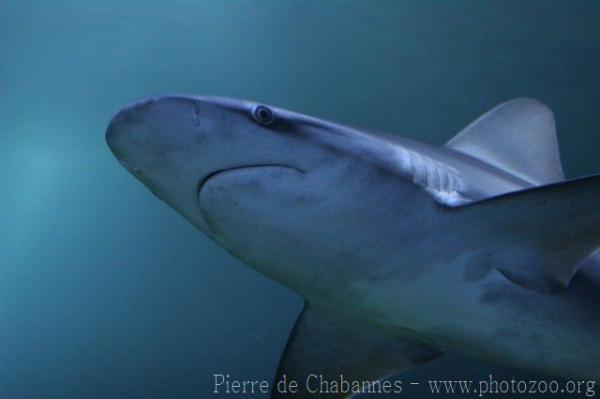 Sandbar shark