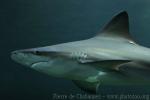 Sandbar shark