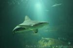 Sandbar shark