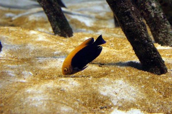 Flameback angelfish