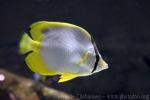 Spotfin butterflyfish *