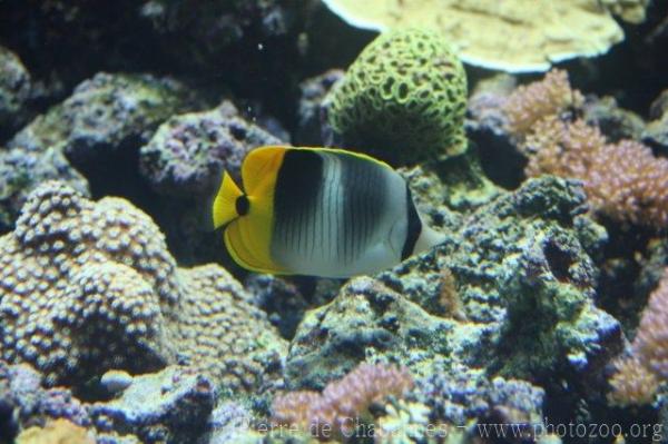 Pacific double-saddle butterflyfish