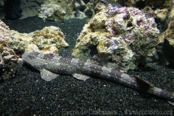 Whitespotted bambooshark