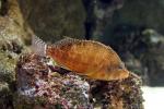 Bleeker's hawkfish *