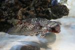 Flying gurnard