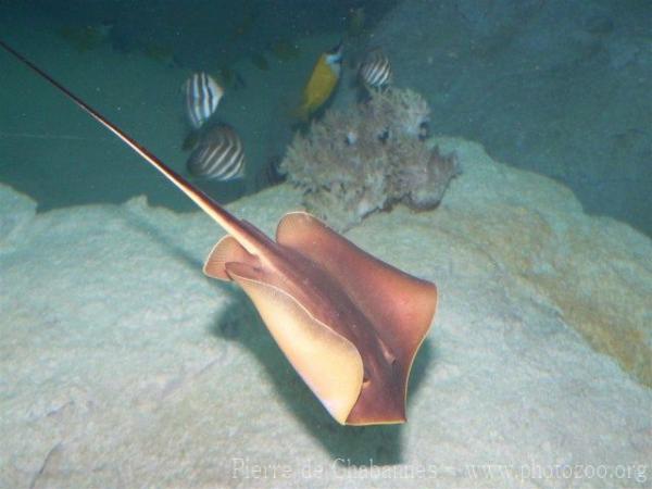 Red stingray *