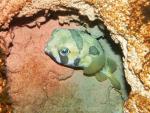 Black-blotched porcupinefish