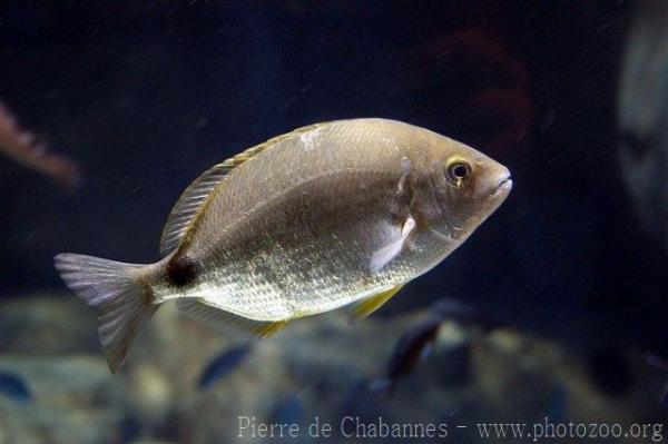 Annular seabream