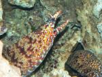 Dragon moray *