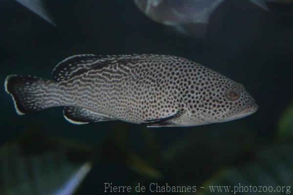 Surge grouper *