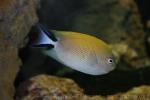 Spotbreast angelfish