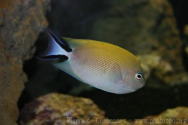 Spotbreast angelfish