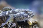 Black goby