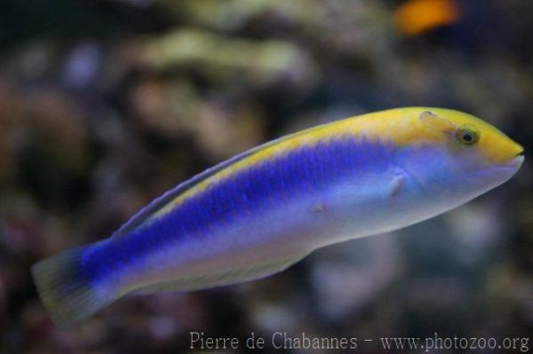 Yellowcheek wrasse