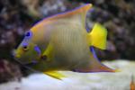 Queen angelfish