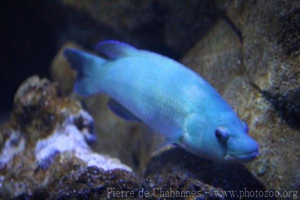 Brown wrasse