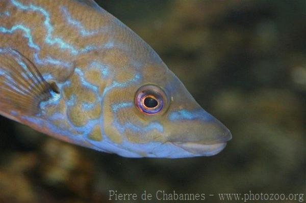 Cuckoo wrasse