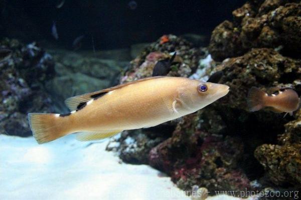 Cuckoo wrasse