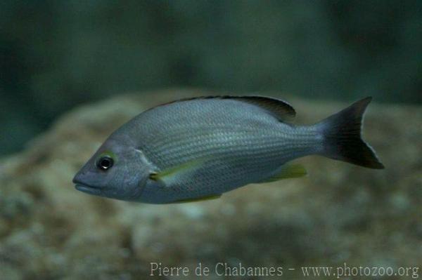 Blacktail snapper