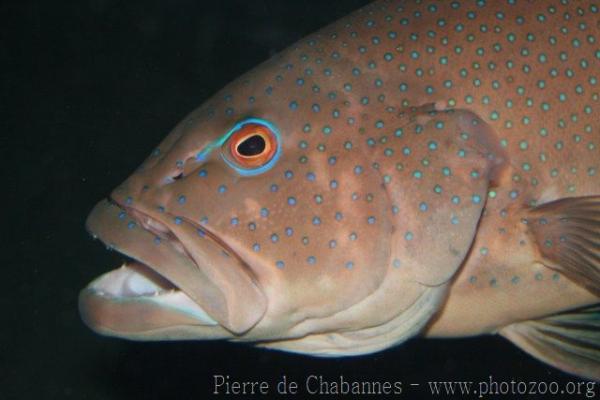 Leopard coralgrouper