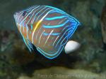 Bluering angelfish