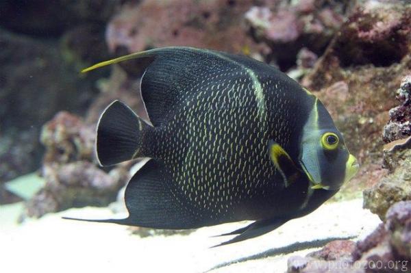 French angelfish