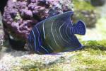 Semicircle angelfish