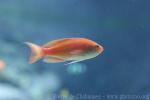 Marcia's anthias