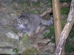 Pallas's cat *