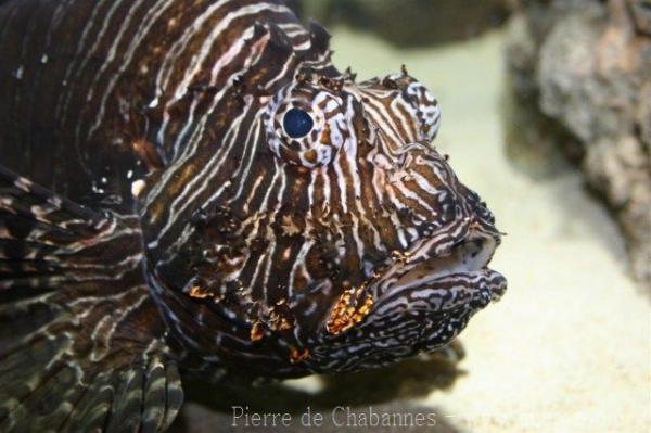 Red lionfish