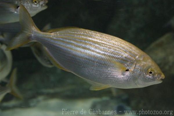 Salema