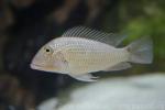 Whitespotted eartheater