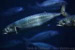 Atlantic mackerel