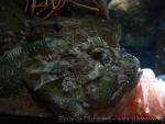 Black scorpionfish