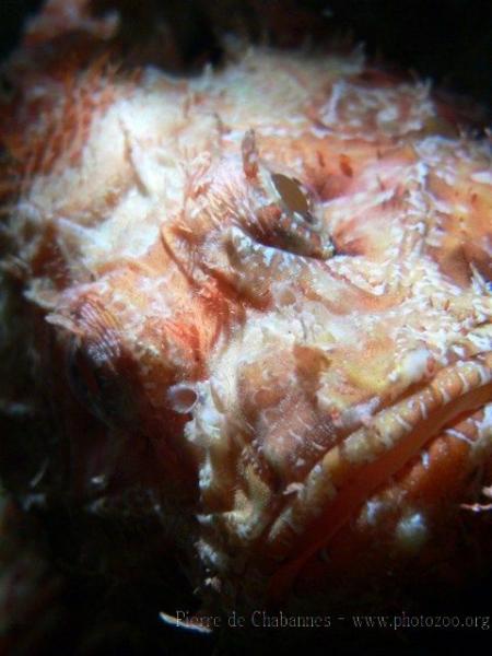 Red scorpionfish